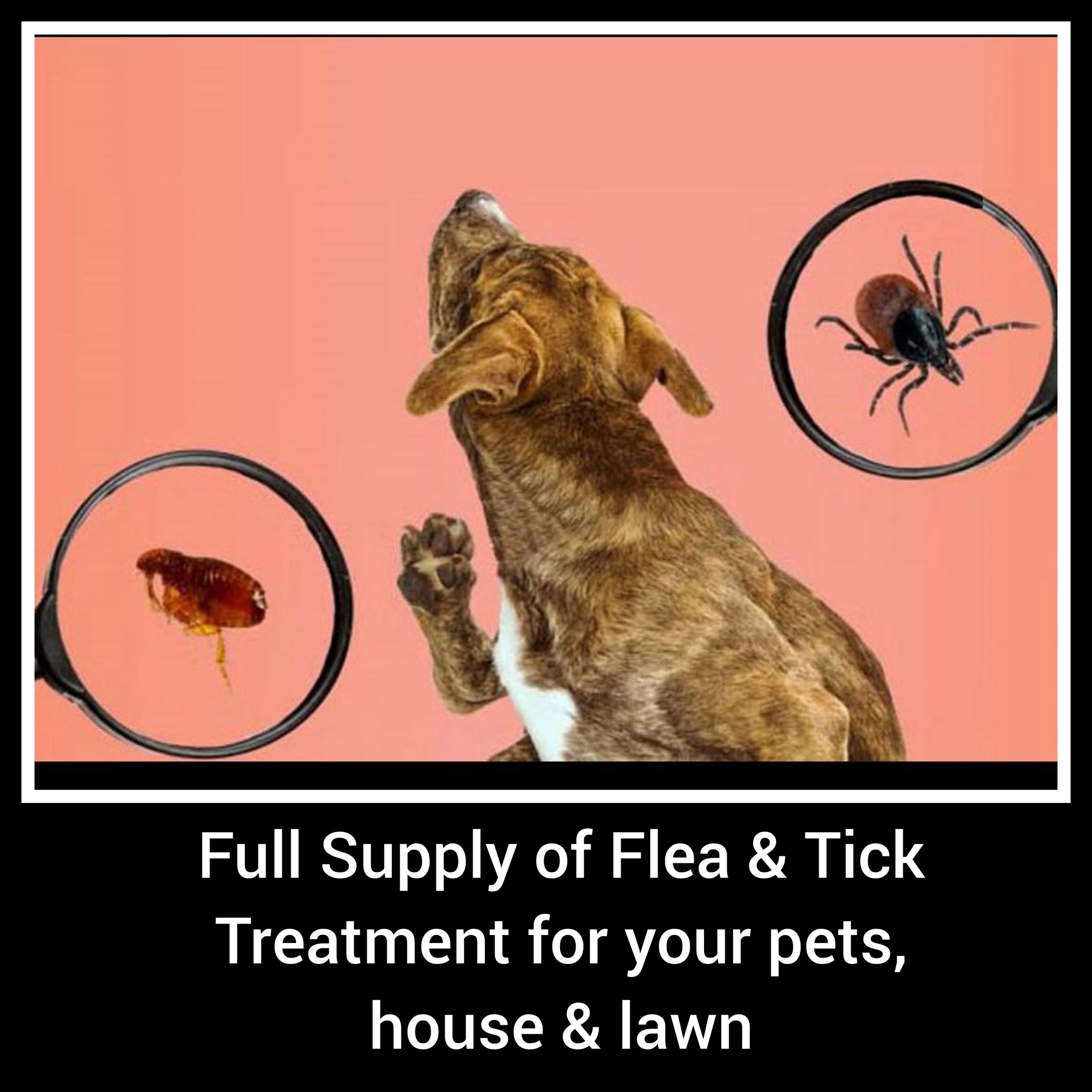 Flea and Tick Season is here! Snow Melt